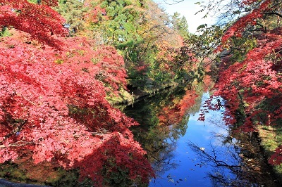 弘前公園を秋さんぽ_2020.11.12撮影_d0131668_13564904.jpg