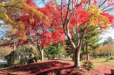 弘前公園を秋さんぽ_2020.11.12撮影_d0131668_13580474.jpg