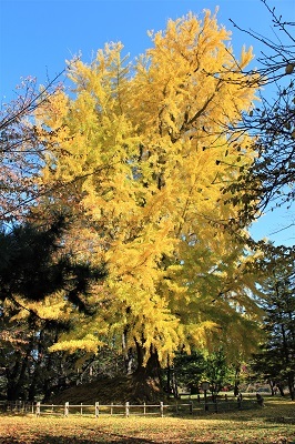 弘前公園を秋さんぽ_2020.11.12撮影_d0131668_14001792.jpg