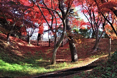 弘前公園を秋さんぽ_2020.11.12撮影_d0131668_14051379.jpg
