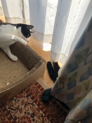 はちわれくりちゃん あたしのやり方_a0216583_22403163.jpeg