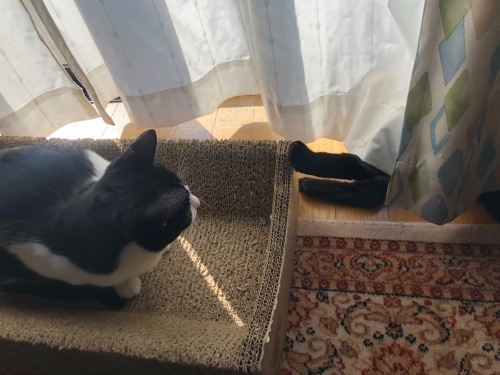 はちわれくりちゃん あたしのやり方_a0216583_22403515.jpeg