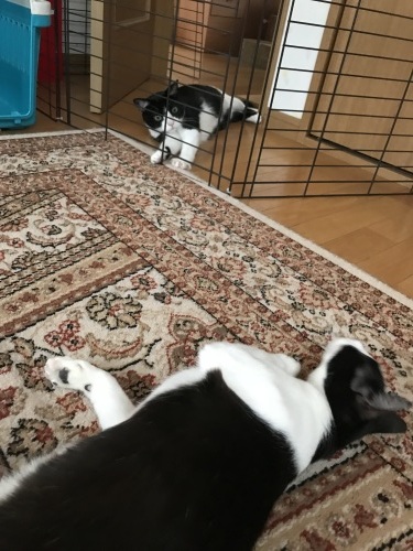 はちわれくりちゃん あたしのやり方_a0216583_22404014.jpeg