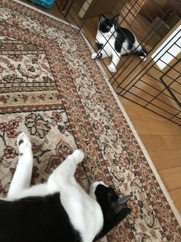 はちわれくりちゃん あたしのやり方_a0216583_22404425.jpeg