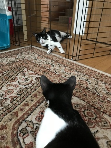 はちわれくりちゃん あたしのやり方_a0216583_22404834.jpeg