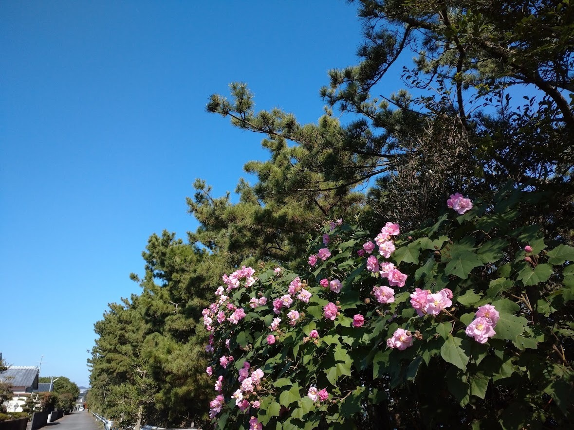 秋晴れの日向灘_f0197985_17522419.jpg
