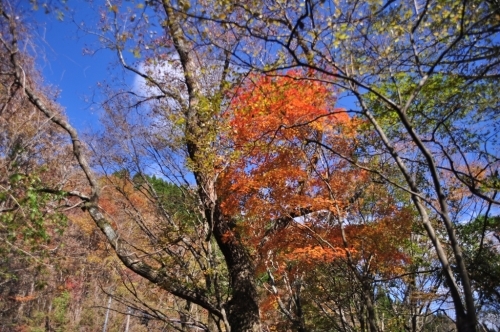 2020くじゅう第2弾！紅葉の残り香と初冬の風景　～くじゅう大船山、黒岩山～_e0314407_21125072.jpg