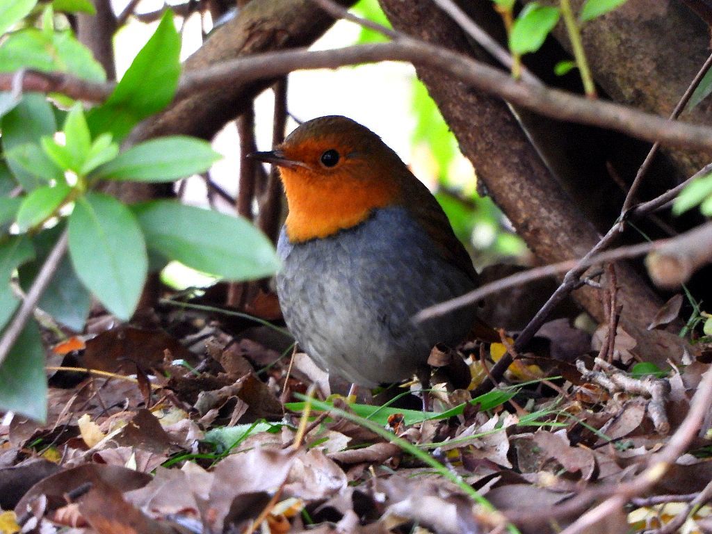 11 9日撮影 大阪城公園 ツグミ科 きらほしphoto S Blog