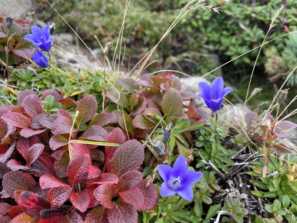 2020年9月 『日本一早い紅葉、大雪山緑岳、沼巡り』 September 2020 \"The Earliest Autumn in Japan -Mount Taisetsu-\"_c0219616_12101368.jpg