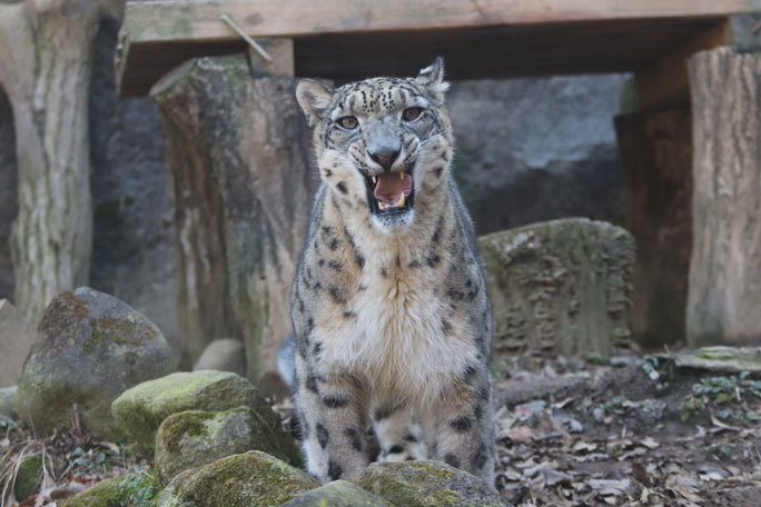 お久しぶりのユキヒョウ コボ 多摩動物公園 続々 動物園ありマス お久しぶりのユキヒョウ コボ 多摩動物公園 続々 動物園ありマス