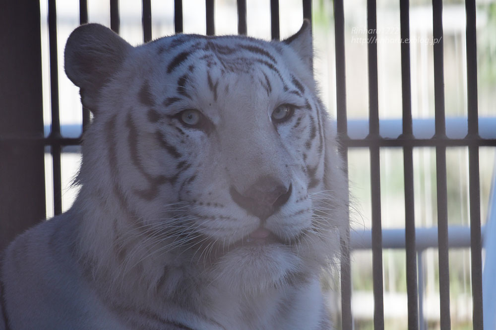 2020.11.13 宇都宮動物園へ、ちょこっと行ってきた～ヽ(^o^)丿_f0250322_21580408.jpg