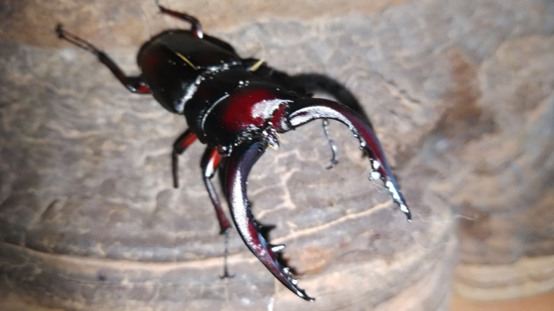 菌糸ビン交換 Fatal Furyのクワガタ カブトムシ 菌糸ビン交換 Fatal Furyのクワガタ カブトムシ