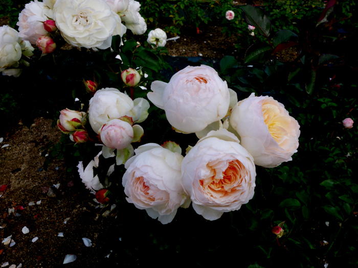 万博記念公園薔薇園へ2 白薔薇 月夜飛行船2 万博記念公園薔薇園へ2 白薔薇 月夜飛行船2