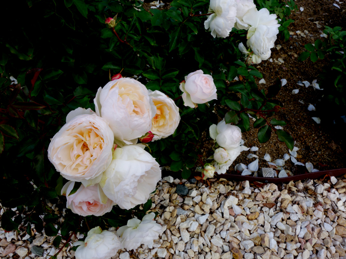 万博記念公園薔薇園へ2 白薔薇 月夜飛行船2 万博記念公園薔薇園へ2 白薔薇 月夜飛行船2
