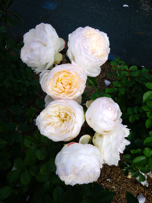 万博記念公園薔薇園へ2★白薔薇_a0383340_11000128.jpg