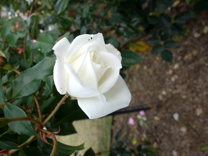 万博記念公園薔薇園へ２ 白薔薇 月夜飛行船２