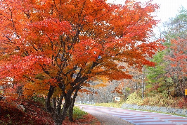 八ヶ岳　東沢大橋～萌黄の村_a0391145_15544965.jpg