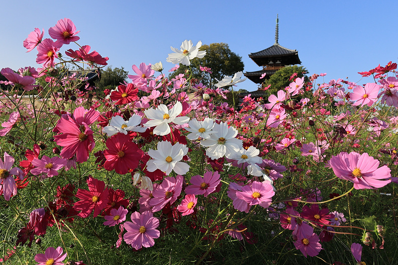 コスモス咲き乱れる法起寺_f0155048_23505512.jpg