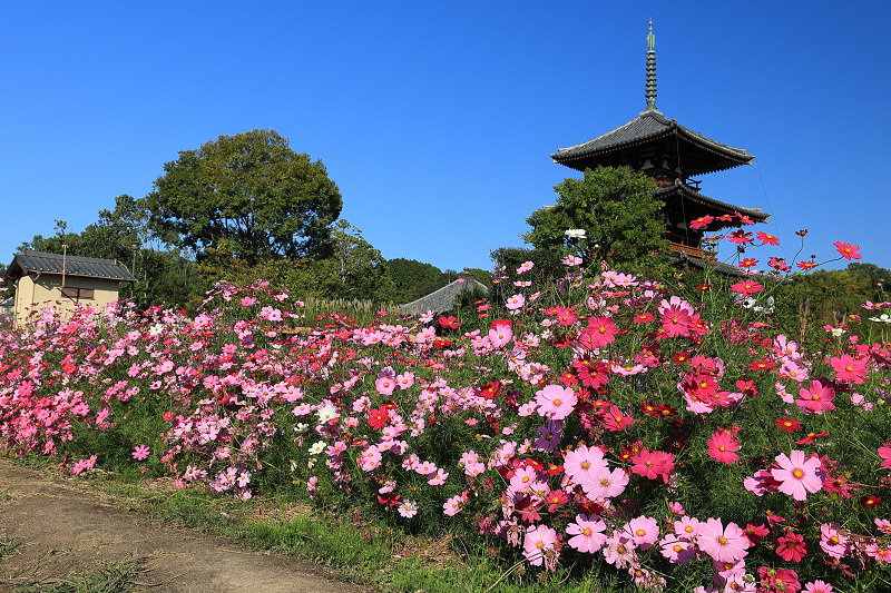 コスモス咲き乱れる法起寺_f0155048_23511908.jpg