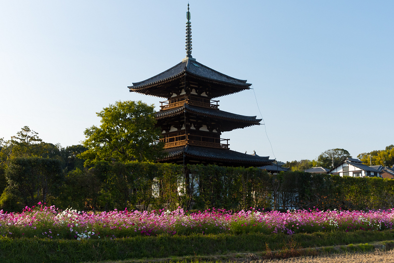 コスモス咲き乱れる法起寺_f0155048_23544331.jpg