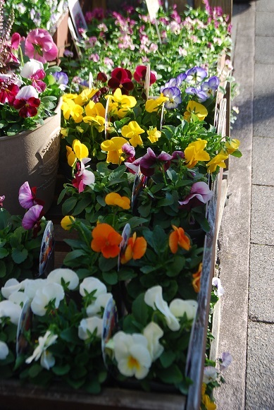 花苗入荷情報【’201113】_a0201358_16190608.jpg