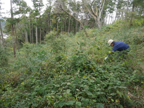 山桜の苗木の野ウサギ対策完了：11・12六国見山手入れ（上）_c0014967_10020944.jpg
