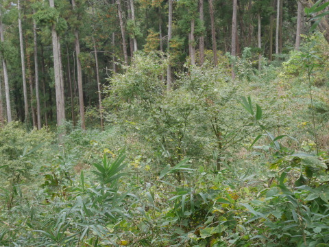 山桜の苗木の野ウサギ対策完了：11・12六国見山手入れ（上）_c0014967_10022699.jpg