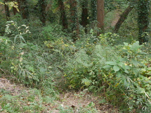 山桜の苗木の野ウサギ対策完了：11・12六国見山手入れ（上）_c0014967_10030499.jpg