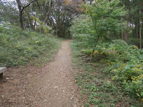 山桜の苗木の野ウサギ対策完了：11・12六国見山手入れ（上）_c0014967_10031750.jpg