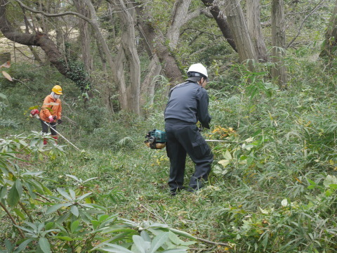 山桜の苗木の野ウサギ対策完了：11・12六国見山手入れ（上）_c0014967_10034083.jpg
