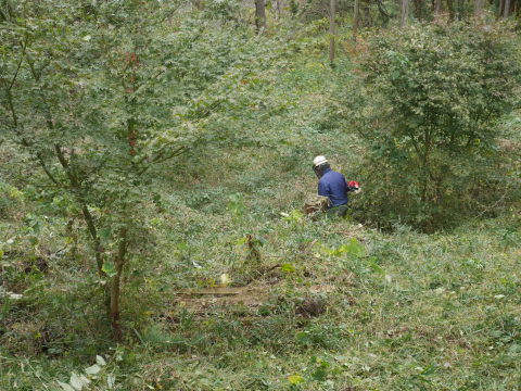 山桜の苗木の野ウサギ対策完了：11・12六国見山手入れ（上）_c0014967_10040091.jpg