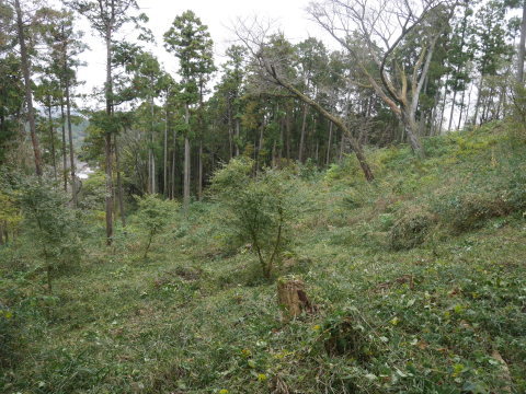 山桜の苗木の野ウサギ対策完了：11・12六国見山手入れ（上）_c0014967_10042444.jpg