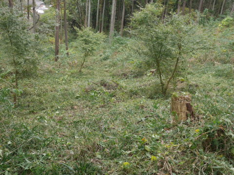 山桜の苗木の野ウサギ対策完了：11・12六国見山手入れ（上）_c0014967_10043404.jpg