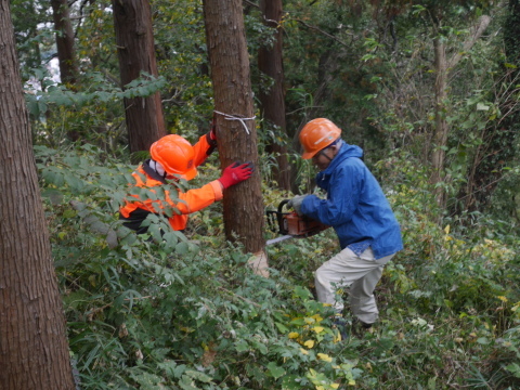 山桜の苗木の野ウサギ対策完了：11・12六国見山手入れ（上）_c0014967_10055201.jpg