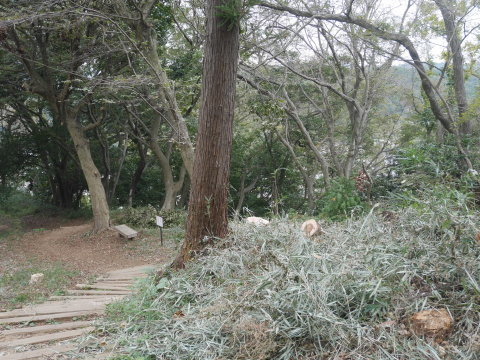 山桜の苗木の野ウサギ対策完了：11・12六国見山手入れ（上）_c0014967_10062800.jpg