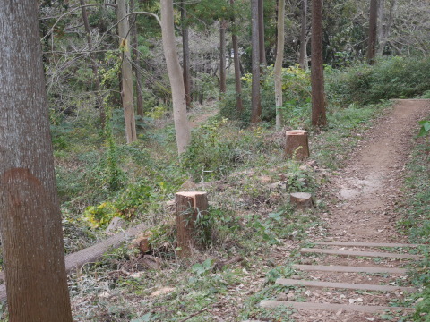 山桜の苗木の野ウサギ対策完了：11・12六国見山手入れ（上）_c0014967_10071953.jpg