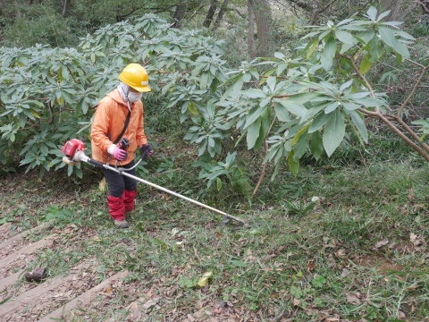 山桜の苗木の野ウサギ対策完了：11・12六国見山手入れ（上）_c0014967_10080659.jpg