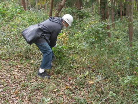 山桜の苗木の野ウサギ対策完了：11・12六国見山手入れ（上）_c0014967_10081805.jpg