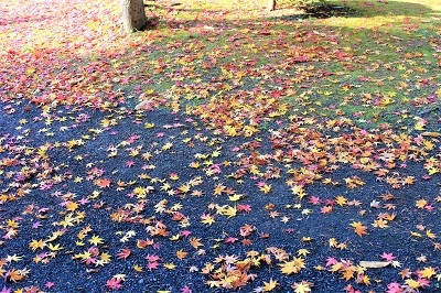 藤田記念庭園を秋さんぽ_2020.11.12撮影_d0131668_15235164.jpg