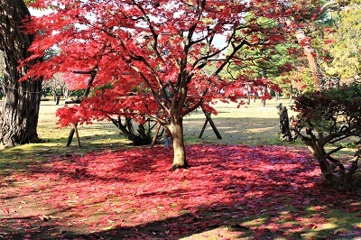 藤田記念庭園を秋さんぽ_2020.11.12撮影_d0131668_15244806.jpg