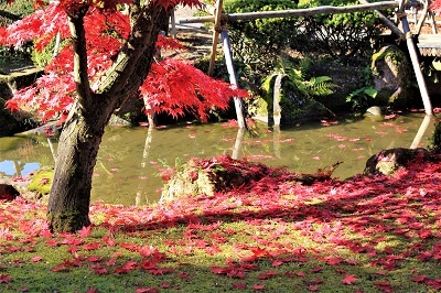 藤田記念庭園を秋さんぽ_2020.11.12撮影_d0131668_15252374.jpg