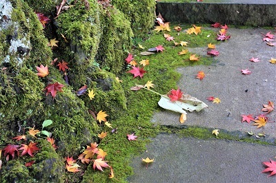 藤田記念庭園を秋さんぽ_2020.11.12撮影_d0131668_15285779.jpg