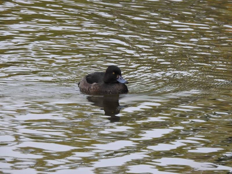 月寒公園のカモたち_c0402787_22103367.jpg