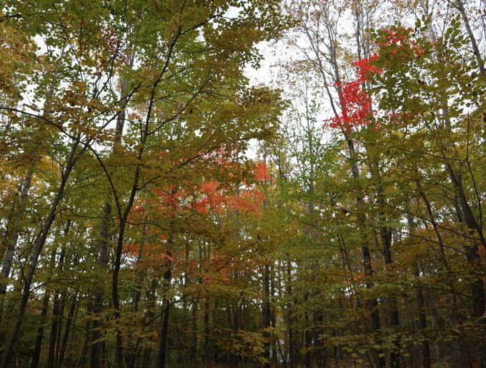 紅葉の北海道を旅する････････イコロの森２～登別_b0331802_21082135.jpg