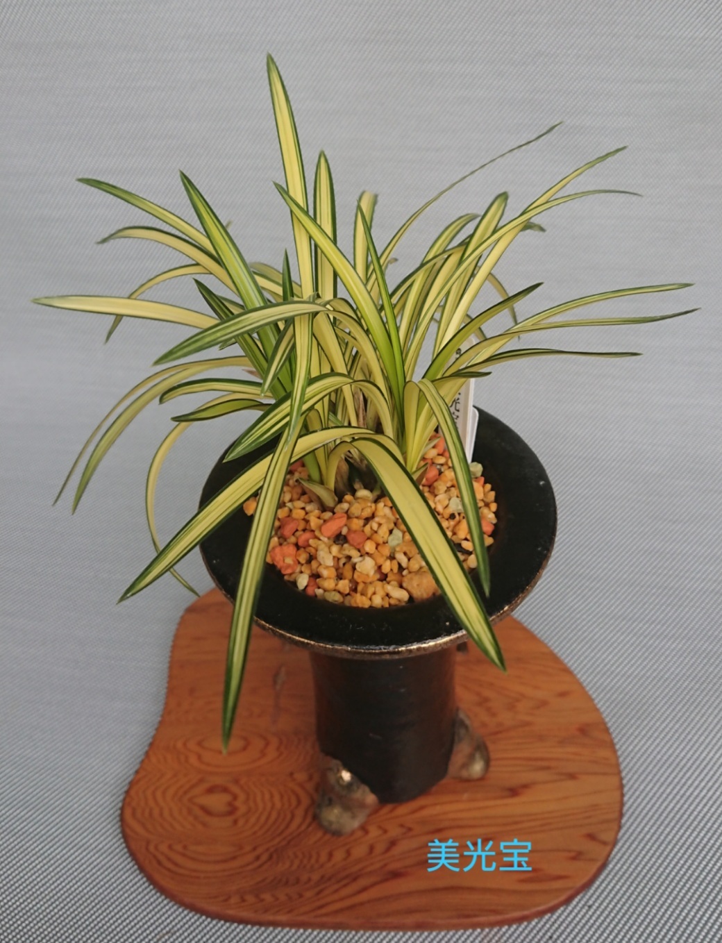 第2回 蘭万園Web展示会 (春蘭柄物) : 蘭万園日記