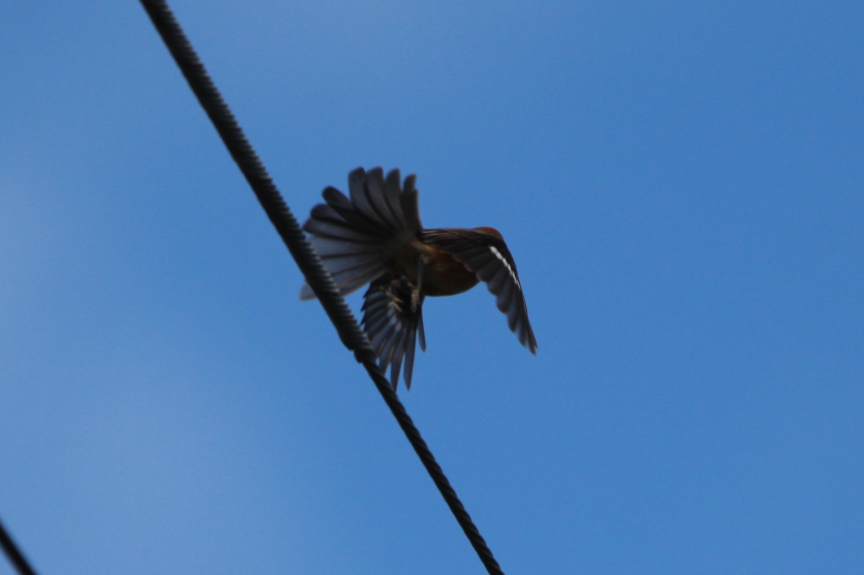 リンゴドクガの幼虫 畑の花や虫旅等