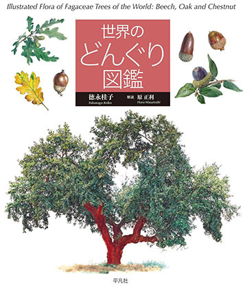 世界のどんぐり図鑑_c0177135_14542960.jpg