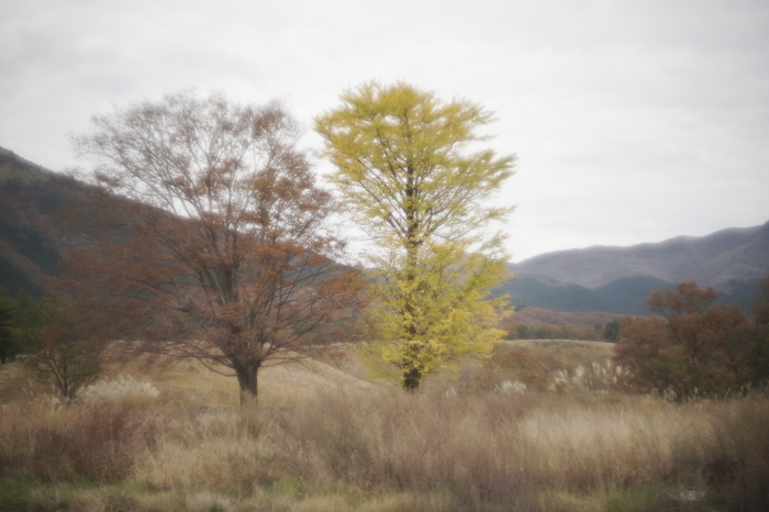 そう言えば、有ったな・アンジェニュー50mm f1.5_e0006135_23011220.jpg