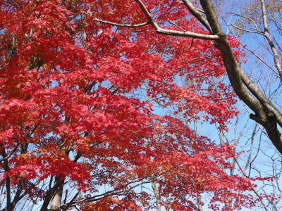 2020年の菊池渓谷&菊池、阿蘇スカイラインの紅葉は今が見ごろ!ビューポイント&穴場スポット紹介!_a0254656_16503558.jpg