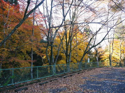 2020年の菊池渓谷&菊池、阿蘇スカイラインの紅葉は今が見ごろ!ビューポイント&穴場スポット紹介!_a0254656_17251248.jpg
